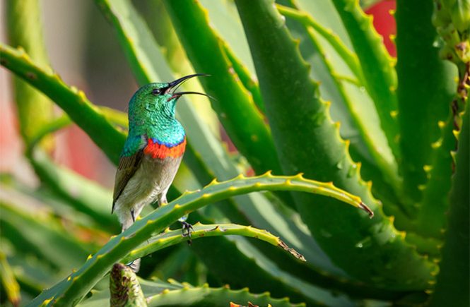 Understanding the Benefits of Aloe Vera