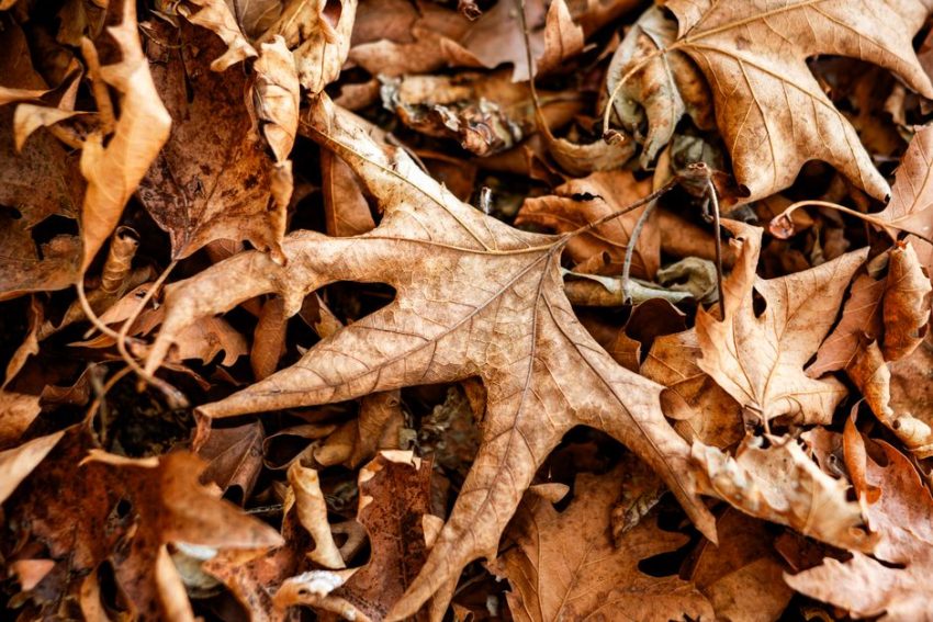 Autumn Walking Routine: Build Daily Steps in Shorter Days