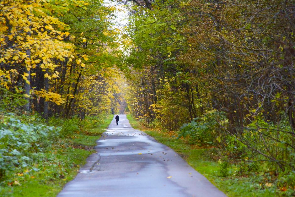 Pathway through lush autumn forest in Moscow, capturing the essence of fall.