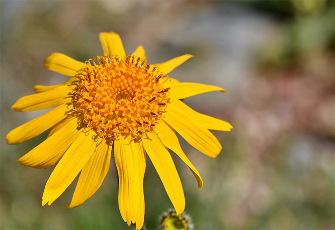 Arnica for Bruises And Contusions: Does it Work?